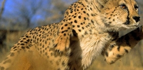 JHB7 Ann Van Dyk Cheetah & Wildlife Centre Tour